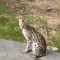 felino salvaje serval