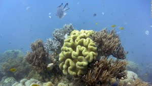barrera-coral-australia