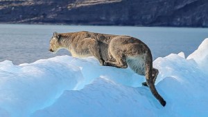 Así se ve un puma patagónico caminando sobre un iceberg