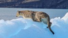 Así se ve un puma patagónico caminando sobre un iceberg