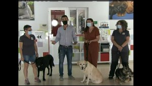 Así es el trabajo de perros que ayudan a personas con ceguera