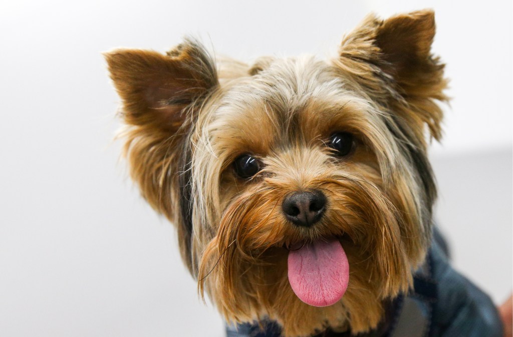 This little yorkie bitch saves her owner from a coyote