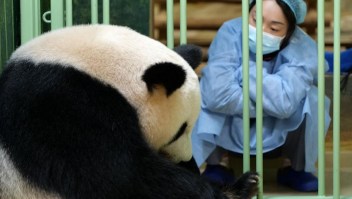 Mira los pandas bebés que nacieron en un zoológico