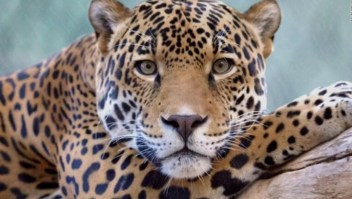 Se acercó a un jaguar en un zoológico y resultó herido