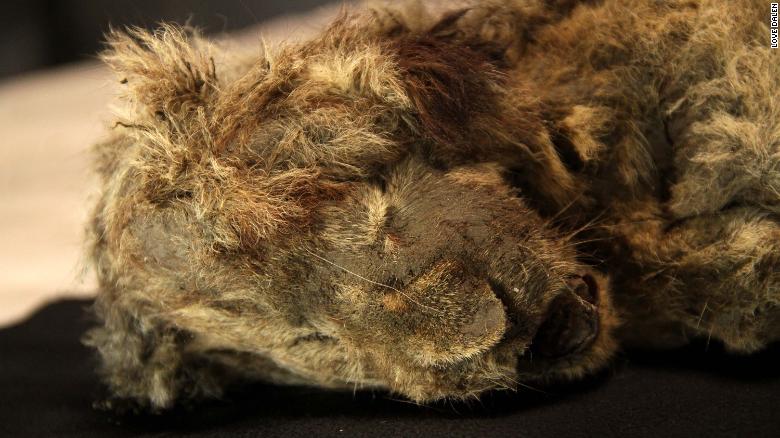 Cachorra de león de las cavernas hallada en Siberia tiene  años
