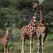 Estudio asegura que jirafas tienen guarderías para las crías