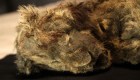 Mira la momia de un cachorro de león conservado por 28.000 años