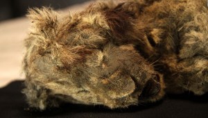 Mira la momia de un cachorro de león conservado por 28.000 años