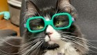 Truffles, la gatita que ayuda a niños con anteojos