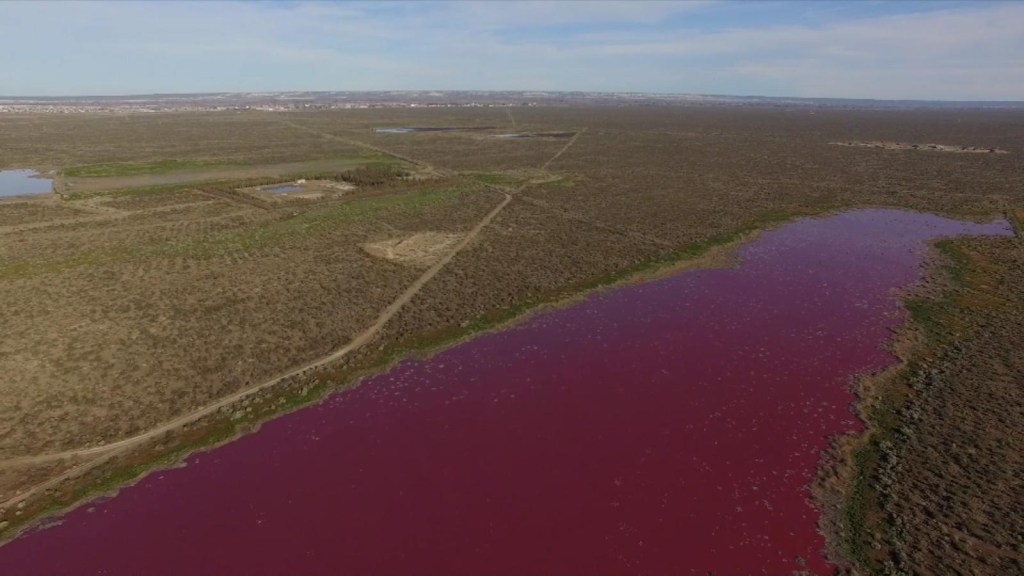 Unbelievable: A lagoon turns pink in Argentina