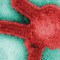 Caso del virus de Marburgo en Guinea, ¿de qué se trata?