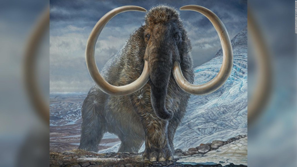 Tusk reveals surprising details about mammoths