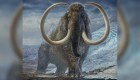 Colmillo arroja detalles sorprendentes sobre los mamuts