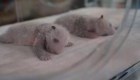 Ve a los pandas que nacieron hace 11 días en un zoológico