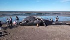 Las causas de la muerte de ballenas en Sudamérica