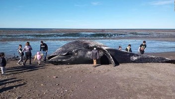 Las causas de la muerte de ballenas en Sudamérica