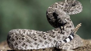 Estudio revela cómo sobreviven las serpientes cascabel