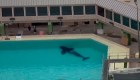 Orca de 6 años muere en SeaWorld