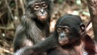 Los simios y sus similitudes con los humanos