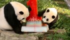 El panda Shashi cumple un año y lo celebran con pastel