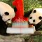 El panda Shashi cumple un año y lo celebran con pastel