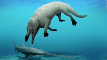 Mira el fósil de una ballena con patas en Egipto