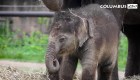 Mira cómo revelaron el nombre de este elefante bebé