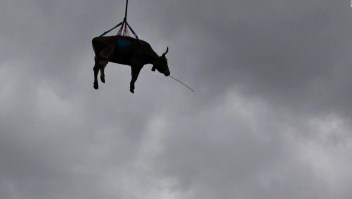 El día que las vacas "vuelen" llegó: mira rescate aéreo