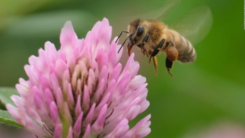 Descubren abeja andrógina en Ecuador