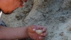 Descubren el fósil de una especie nunca antes vista en Argentina. Foto. CONICET