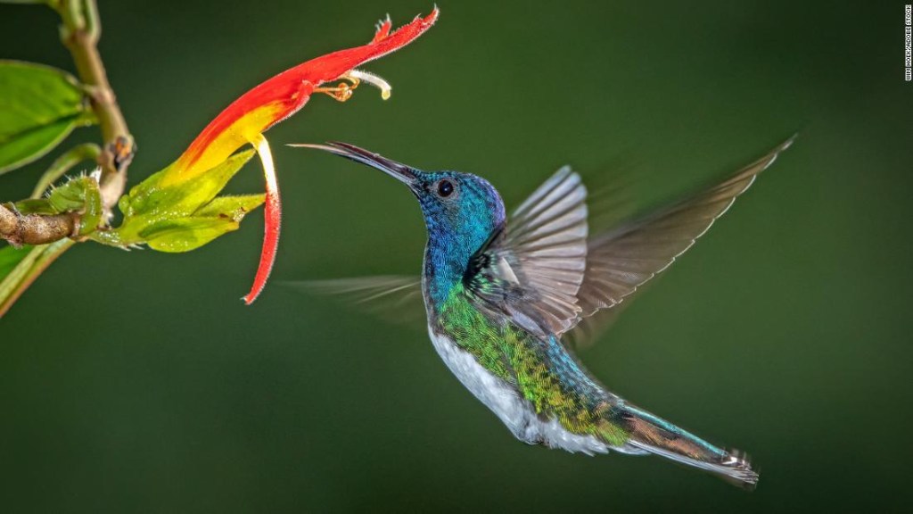 colibrí