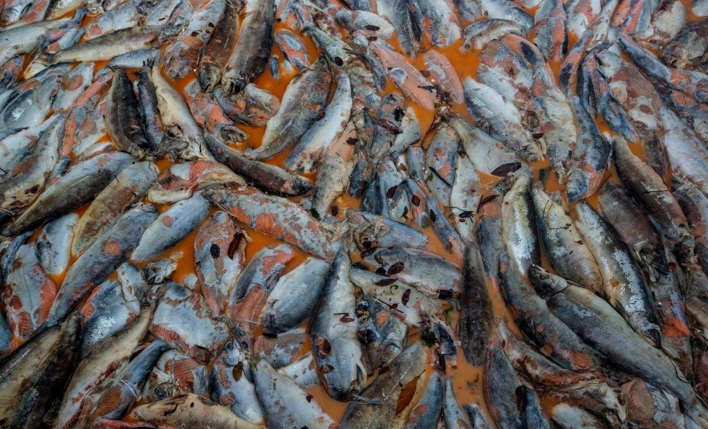 Ya son 600 toneladas de vida marina que ha muerto en las costas de Florida