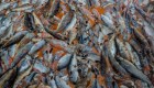 Ya son 600 toneladas de vida marina que ha muerto en las costas de Florida