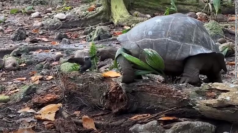 They saw a large tortoise eating a chick for the first time