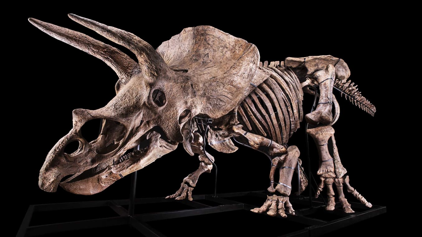 Subastarán el esqueleto del Triceratops más grande del mundo