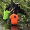 Rescatan a una vaca atrapada en un árbol tras el huracán Ida