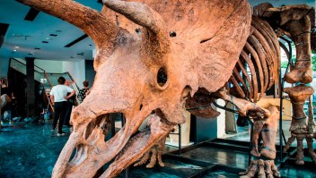 Dinosaurios: subastan el Triceratops más grande en París