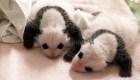 Cachorros de panda comienzan a mostrar sus machas