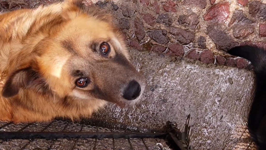 Deslave destruye albergue canino con más de 300 perros