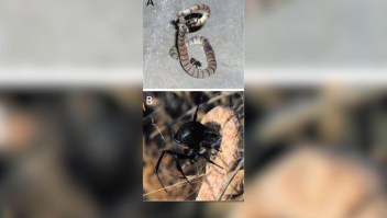 Serpientes, parte del menú de las arañas