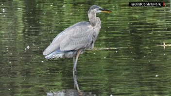 Pájaro remoja una rata antes de tragársela entera