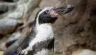 Muere uno de los pingüinos más viejos del mundo