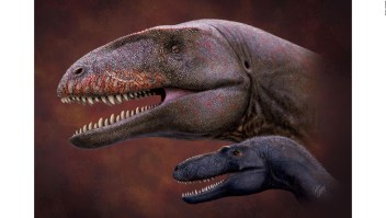 El misterio sobre la vida sexual de los dinosaurios