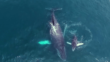 Mira el ritual de estas ballenas para tener sus crías