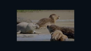 Así es cómo focas ayudan a recuperación del río Támesis