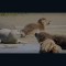Así es cómo focas ayudan a recuperación del río Támesis