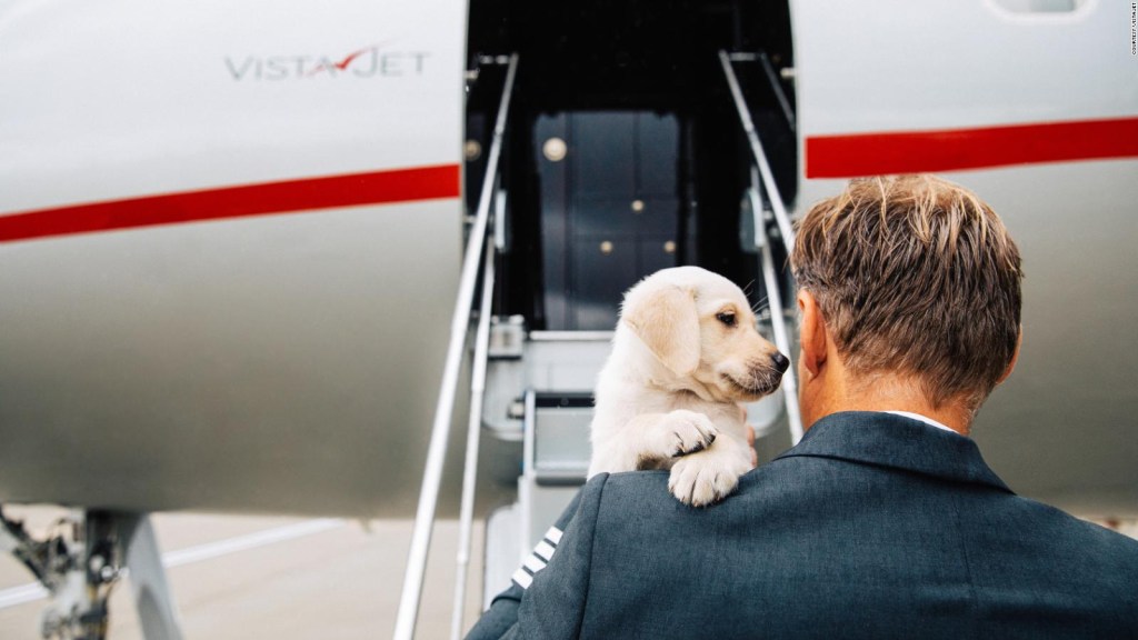 ¿Por qué más viajeros llevan a mascotas en jets privados?