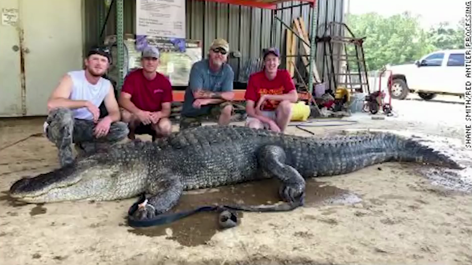 Mira qué se comió un cocodrilo en Mississippi| Video