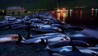 Un mar de sangre: dramática cacería de más de 1400 delfines