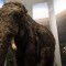 Genetistas buscan revivir a un mamut lanudo, ¿es ético?